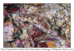 Tryon's Hypselodoris