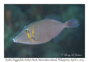 Scythe Triggerfish