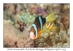 Clark's Anemonefish