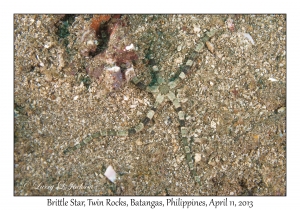 Brittle Star