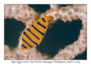 Tiger Egg Cowrie