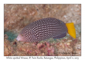 White-spotted Wrasse