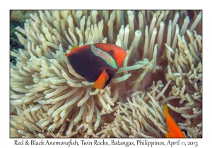 Red & Black Anemonefish