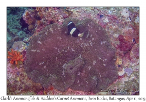 Haddon's Carpet Anemone & Clark's Anemonefish