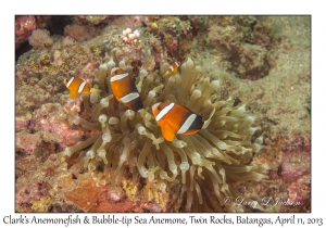 Clark's Anemonefish & Bubble-tip Sea Anemone