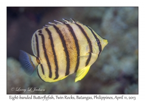 Eight-banded Butterflyfish