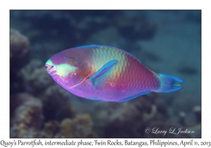 Quoy's Parrotfish