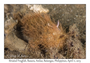 Striated Frogfish