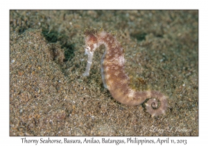 Thorny Seahorse