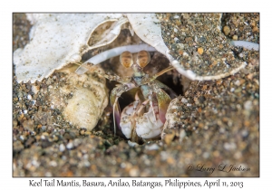 Keel Tail Mantis