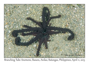 Branching Tube Anemone