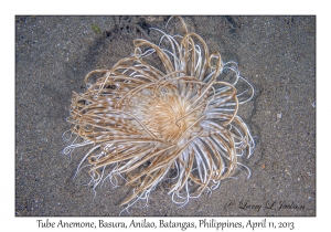 Tube Anemone