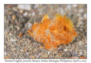 Painted Frogfish