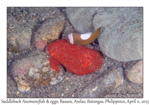 Saddleback Anemonefish & eggs