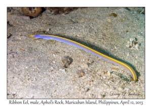 Ribbon Eel