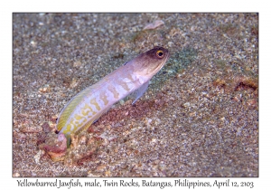 Yellowbarred Jawfish