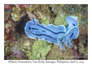 Willan's Chromodoris