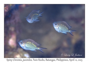Spiny Chromis