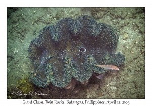 Giant Clam