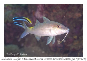 Goldsaddle Goatfish & Bluestreak Cleaner Wrasse