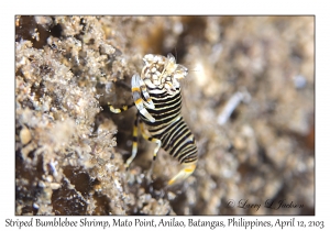 Striped Bumblebee Shrimp