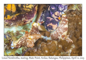 Lined Nembrotha mating