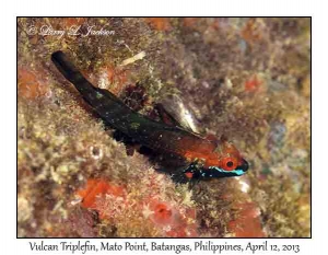 Vulcan Triplefin