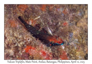 Vulcan Triplefin