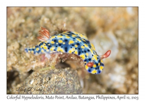 Colorful Hypselodoris