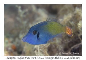 Orangetail Filefish