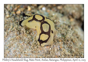 Pilsbry's Headshield Slug