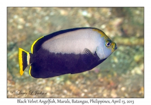 Black Velvet Angelfish