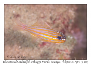 Yellowstriped Cardinalfish
