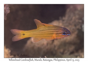 Yellowlined Cardinalfish