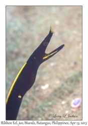 Ribbon Eel