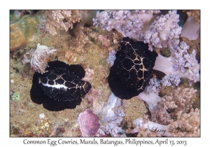 Common Egg Cowries