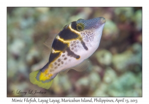 Mimic Filefish