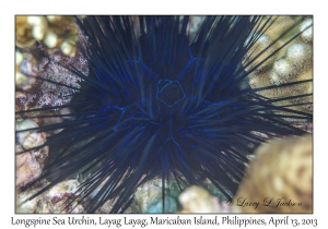 Longspine Sea Urchin