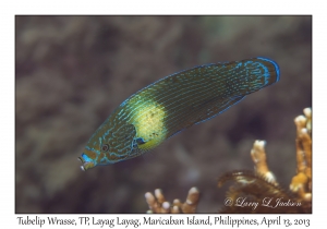 Tubelip Wrasse