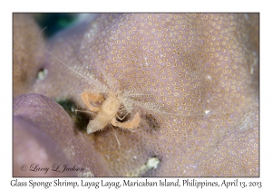 Glass Sponge Shrimp