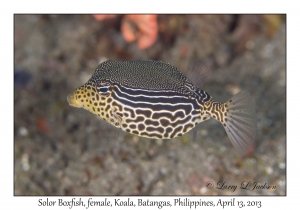 Solor Boxfish