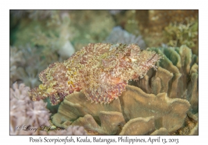 Poss's Scorpionfish