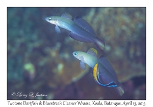 Twotone Dartfish & Bluestreak Cleaner Wrasse