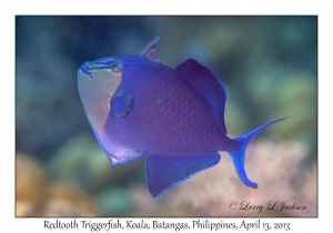 Redtooth Triggerfish