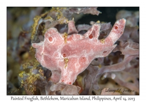 Painted Frogfish