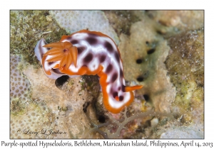 Purple-spotted Hypselodoris