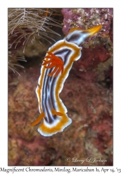 Magnificent Chromodoris