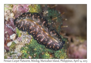 Persian Carpet Flatworm