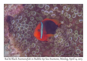 Red & Black Anemonefish