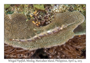 Winged Pipefish